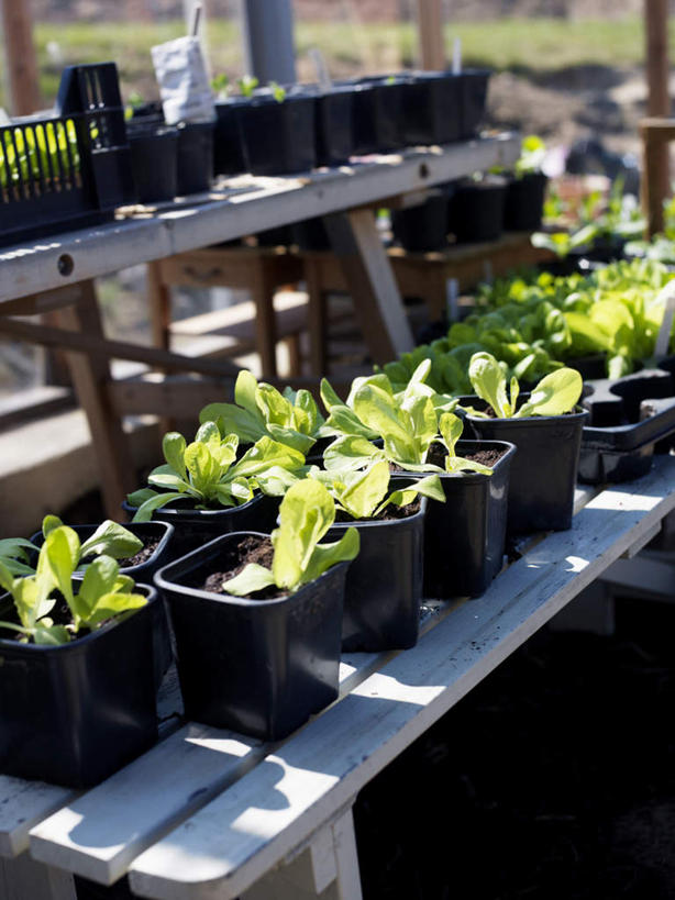 无人,竖图,俯视,室内,特写,白天,草地,草坪,植物,静物,椅子,花盆,一排,许多,阴影,朦胧,模糊,整齐,光线,木制,木头,盆栽,影子,陶瓷,木椅,盆景,陶瓷制品,草,排列,绿色,阳光,自然,绿色植物,木制品,生长,成长,队列,彩图,高角度拍摄