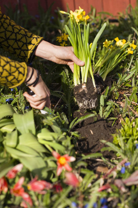 西方人,手,一个人,竖图,俯视,室外,特写,白天,花海,花圃,植物,水仙花,叶子,金属制品,欧洲,欧洲人,双手,仅一个女性,仅一个人,握,阴影,服装,朦胧,模糊,盛开,光线,金属,铲子,影子,拿,花蕾,拿着,休闲装,装饰品,花,花瓣,花朵,花卉,鲜花,衣服,绿色,阳光,饰品,手链,首饰,花丛,花束,花田,花苞,花蕊,仅一个中年女性,休闲,手部,休闲服,握着,服饰,手镯,镯子,金盏银台,玉玲珑,女史花,雅蒜,天蒜,黄水仙,凌波仙子,水仙,天葱,五色水仙,洋水仙,女人,女性,中年女性,白种人,半身,彩图,高角度拍摄,手铲