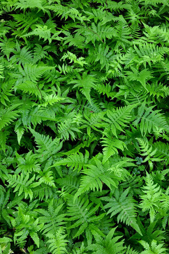 无人,竖图,室外,特写,白天,正面,美景,植物,叶子,瑞典,欧洲,纹理,景观,绿叶,绿色,自然,嫩叶,景色,生长,成长,蕨类,斯堪的纳维亚,蕨类植物,自然风光,北欧,斯堪的那维亚,斯堪的那维亚半岛,斯堪的纳维亚半岛,肌理,瑞典王国,叶,叶片,叶脉,彩图,斯堪尼省