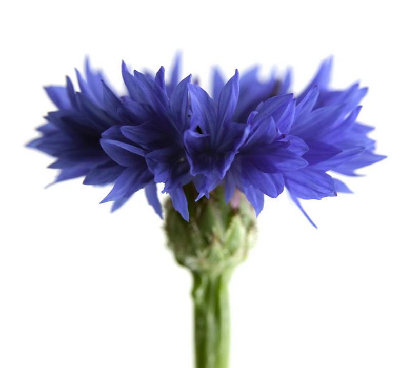 无人,横图,室内,特写,白天,白色背景,正面,幸福,盛开,花蕾,花,花瓣,花朵,鲜花,一朵,蓝色,花苞,花蕊,菊花,摄影,影棚,优雅,纤细,矢车菊,忠诚,再生,蓝芙蓉,荔枝菊,思念,热爱,彩图,影棚拍摄,拍摄