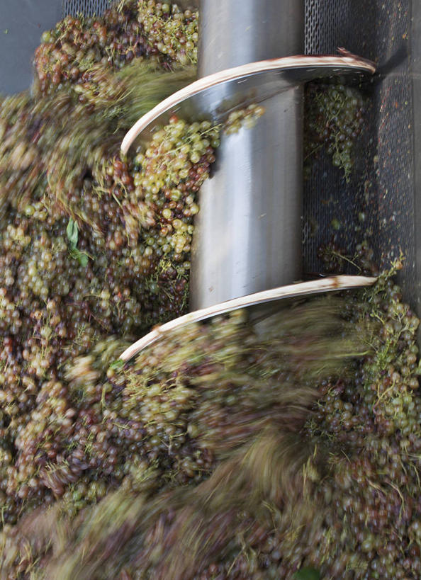 无人,竖图,俯视,室内,白天,葡萄,水果,一堆,许多,堆叠,堆积,朦胧,模糊,新鲜,工具,生食,食品,果实,很多,设备,榨汁机,食物,搅拌,有机食品,绿色食品,堆,一台,研磨,切割,榨汁,山葫芦,蒲桃,草龙珠,彩图,高角度拍摄