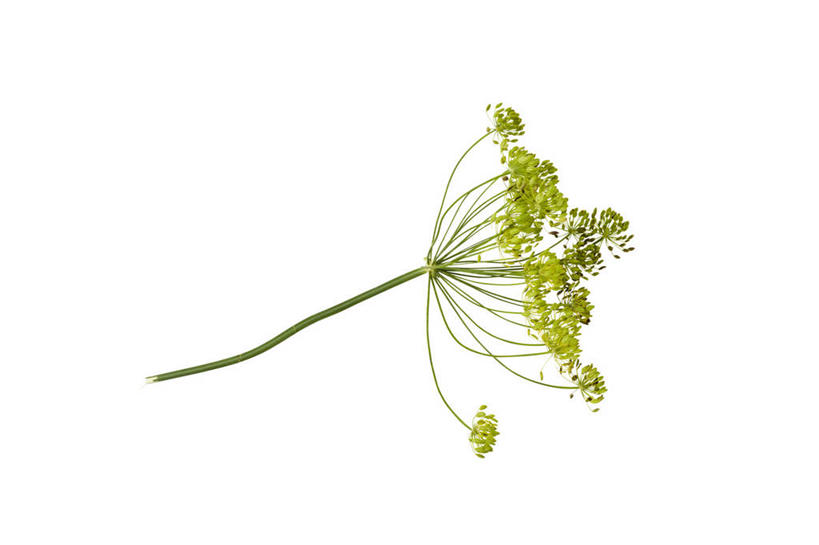 无人,横图,俯视,室内,特写,白天,白色背景,餐桌,桌子,阴影,反射,影子,绿色,摄影,影棚,餐台,莳萝,洋茴香,土茴香,彩图,高角度拍摄,影棚拍摄,拍摄