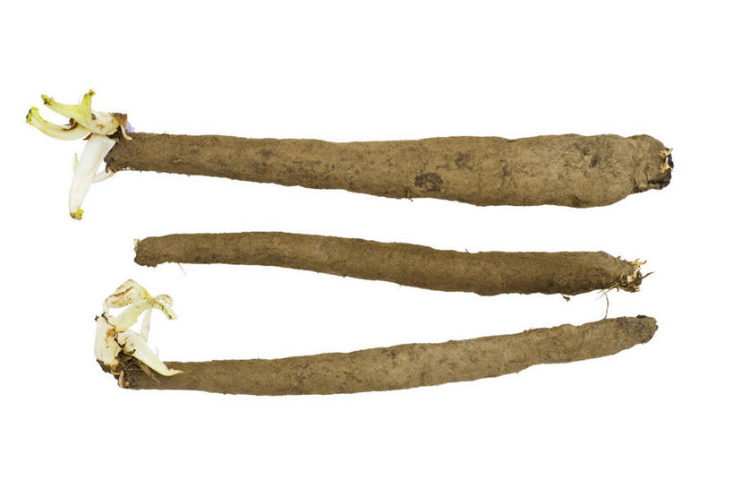 无人,横图,俯视,室内,特写,白天,白色背景,餐桌,桌子,蔬菜,三根,一排,阴影,新鲜,整齐,反射,影子,食品,食物,排列,摄影,有机食品,绿色食品,影棚,餐台,队列,婆罗门参,牛蒡,大力子,恶实,牛蒡子,蝙蝠刺,东洋萝卜,东洋参,牛鞭菜,西洋牛蒡,彩图,高角度拍摄,影棚拍摄,拍摄