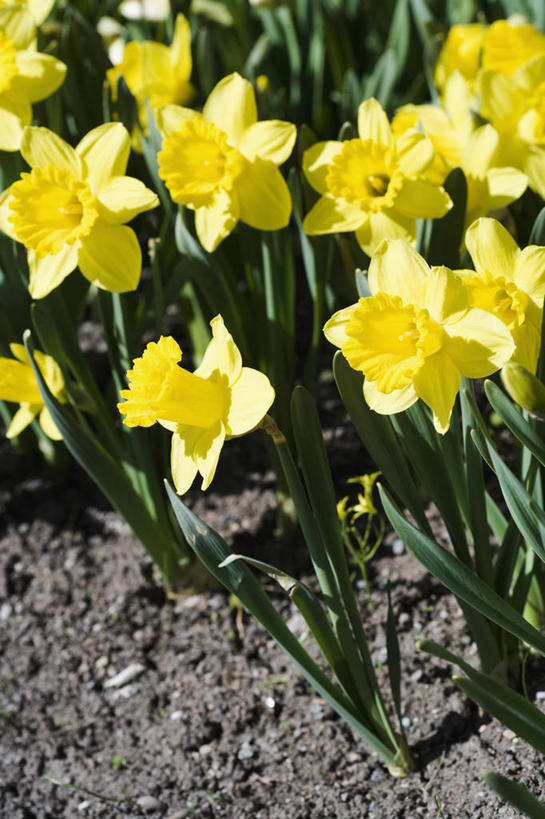 无人,竖图,俯视,室外,特写,白天,花海,花圃,美景,植物,水仙花,叶子,阴影,盛开,光线,影子,景观,绿叶,花蕾,花,花瓣,花朵,花卉,鲜花,黄色,绿色,阳光,自然,花丛,花束,花田,花苞,花蕊,嫩叶,景色,自然风光,金盏银台,玉玲珑,女史花,雅蒜,天蒜,黄水仙,凌波仙子,水仙,天葱,五色水仙,洋水仙,叶,叶片,彩图,高角度拍摄