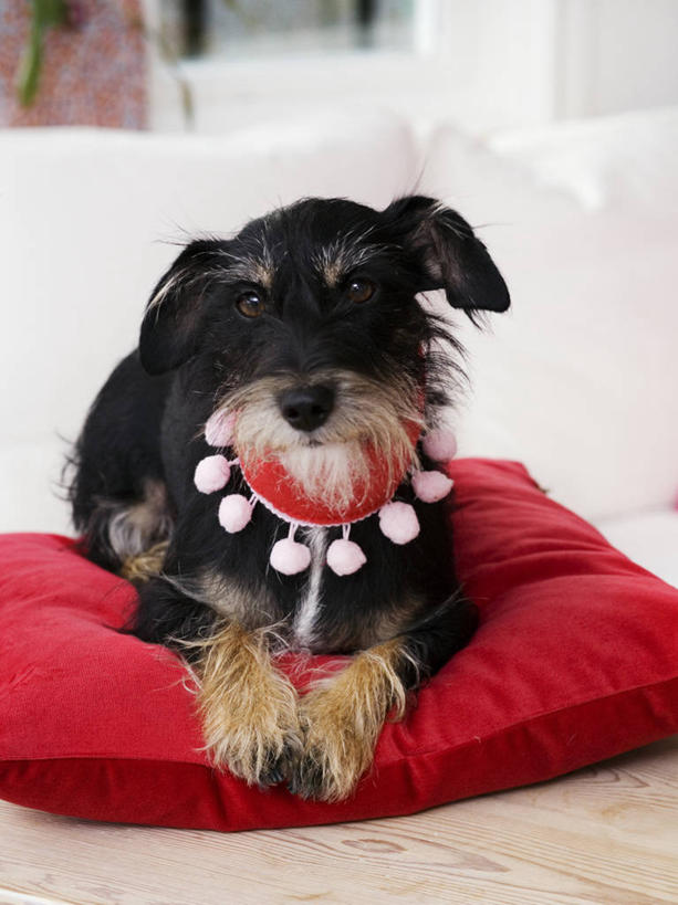 无人,竖图,室内,白天,正面,地板,靠垫,宠物,狗,阴影,反射,影子,靠枕,杰克罗素梗,地面,注视,木地板,一只,红色,动物,垫子,枕头,观察,看,趴着,可爱,观看,察看,关注,忠诚,帕尔森罗塞尔梗,杰克拉西尔梗,杰克.拉瑟梗,犬,趴,彩图,全身