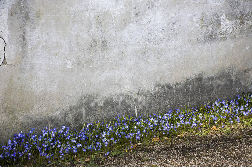 无人,横图,室外,白天,正面,旅游,度假,花海,花圃,美景,植物,叶子,瑞典,欧洲,盛开,墙,景观,花蕾,娱乐,墙壁,墙面,花,花瓣,花朵,花卉,鲜花,绿色,自然,花丛,花束,花田,花苞,花蕊,享受,休闲,景色,放松,斯堪的纳维亚,自然风光,北欧,斯堪的那维亚,斯堪的那维亚半岛,斯堪的纳维亚半岛,瑞典王国,彩图,斯堪尼省