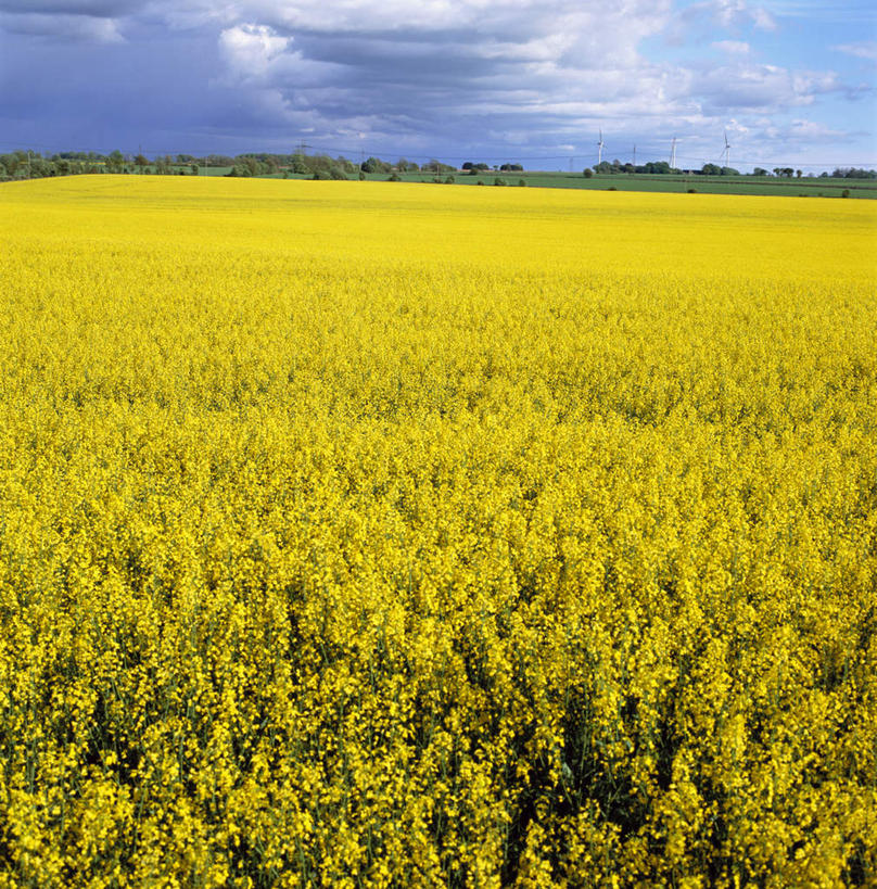无人,竖图,室外,白天,正面,美景,盛开,景观,旷野,田野,云,云朵,花蕾,云彩,野外,花,花瓣,花朵,鲜花,黄色,蓝色,白云,蓝天,天空,自然,天,花苞,花蕊,油菜花,景色,晴朗,自然风光,原野,郊野,晴空,彩图,芸苔,芸薹