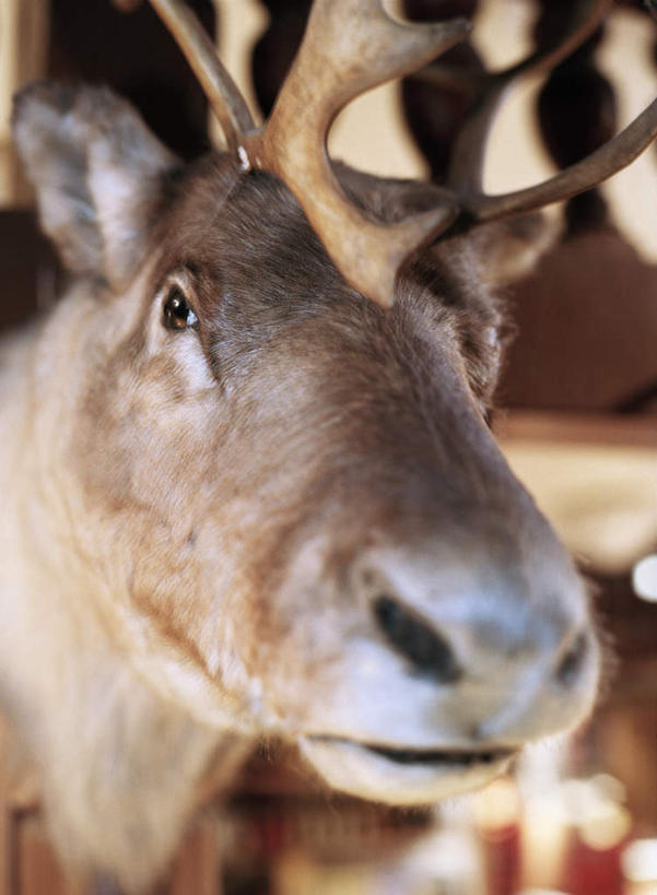 脸,头,脸颊,无人,竖图,室内,白天,正面,幸福,哺乳动物,鹿,野生动物,一头,朦胧,模糊,装饰,标本,一只,动物,可爱,活泼,华丽,修饰,吉祥,点缀,衬托,美观,雅致,雅观,进取,角鹿,头部,脸部,脸蛋,面部,驯鹿,半身,彩图