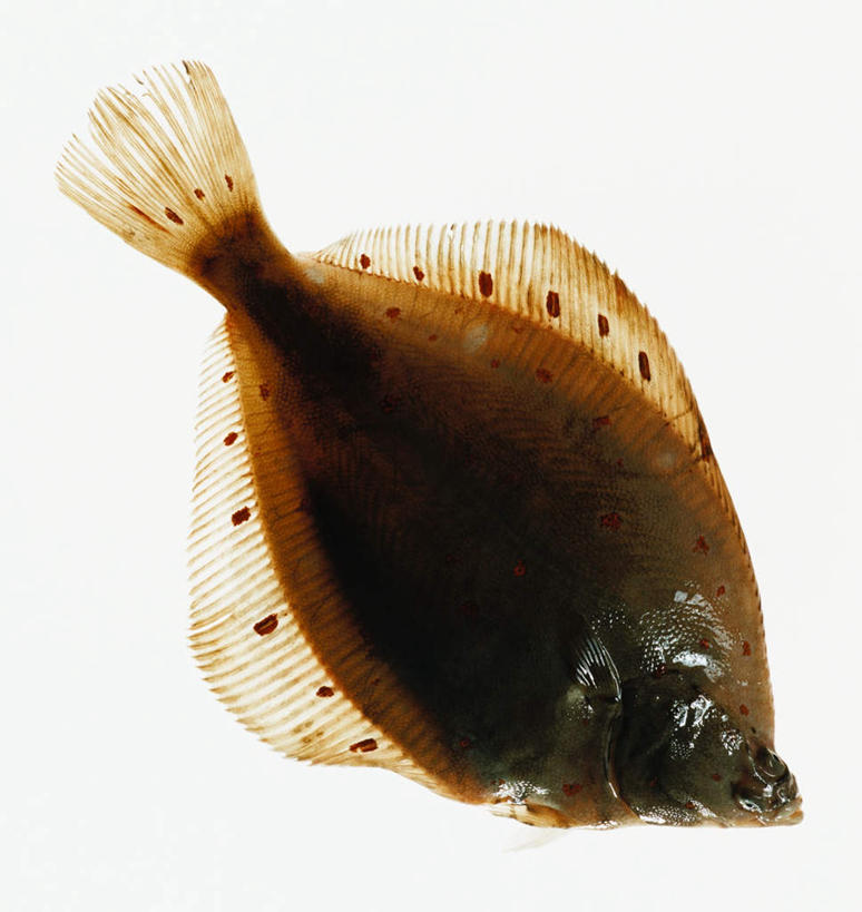 海鲜,无人,竖图,俯视,室内,特写,白天,白色背景,比目鱼,一条,鱼,水产,海洋生物,摄影,影棚,水生动物,海产品,水生物,海底动物,鲽鱼,彩图,高角度拍摄,全身,影棚拍摄,拍摄