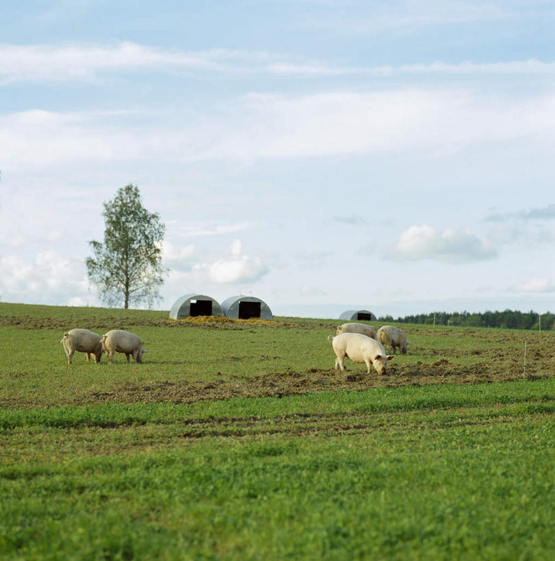 无人,站,竖图,室外,白天,正面,草地,草坪,植物,羊,许多,弯腰,草,树木,绿色,白色,自然,动物,站着,家畜,牲畜,生长,成长,弯身,绵羊,站立,彩图,全身