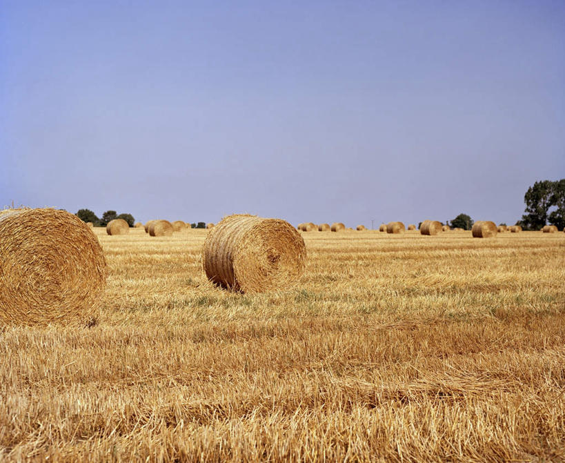 无人,横图,室外,白天,正面,旅游,度假,美景,树林,植物,许多,阴影,枯萎,光线,影子,草堆,景观,枯草,娱乐,草,树,树木,黄色,蓝色,绿色,蓝天,天空,阳光,自然,天,享受,休闲,景色,放松,生长,晴朗,成长,自然风光,万里无云,晴空,晴空万里,彩图