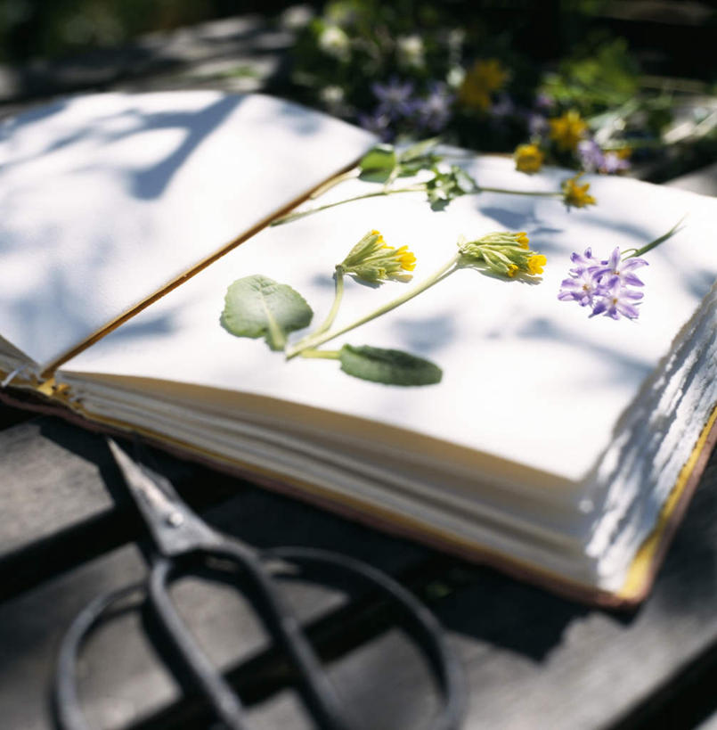 无人,方图,俯视,室外,白天,餐桌,桌子,一把,一本,许多,修剪,阴影,朦胧,模糊,盛开,光线,标本,工具,剪刀,影子,记事本,花蕾,花,花瓣,花朵,鲜花,阳光,本子,笔记本,花苞,花蕊,餐台,裁剪,剪子,剪裁,切割,彩图,高角度拍摄