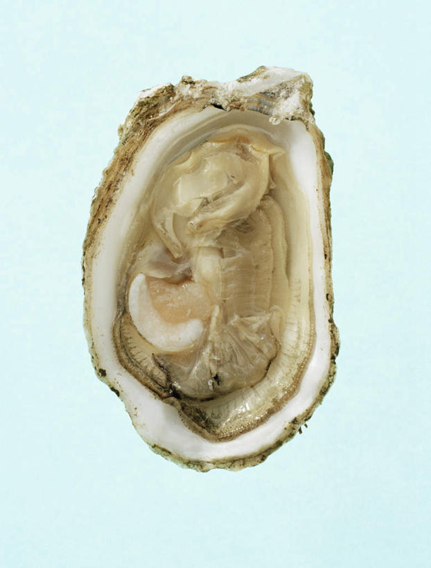 海鲜,无人,竖图,俯视,室内,白天,绿色背景,牡蛎,水产,海洋生物,一个,摄影,影棚,单个,生蚝,水生动物,海产品,水生物,节肢动物,海底动物,甲壳动物,彩图,高角度拍摄,影棚拍摄,拍摄