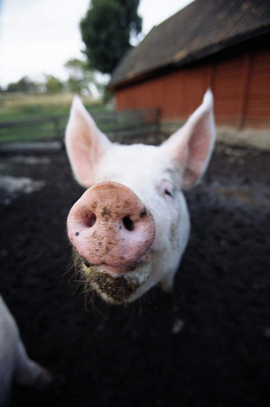 鼻子,无人,木屋,栏杆,竖图,俯视,室外,特写,白天,草地,草坪,植物,猪,屋顶,泥土,土壤,云,云朵,围栏,云彩,顶棚,注视,护栏,草,树,树木,一只,绿色,白云,天空,自然,动物,天,看,家畜,牲畜,生长,成长,关注,鼻,鼻孔,抬头,仰头,半身,彩图,高角度拍摄
