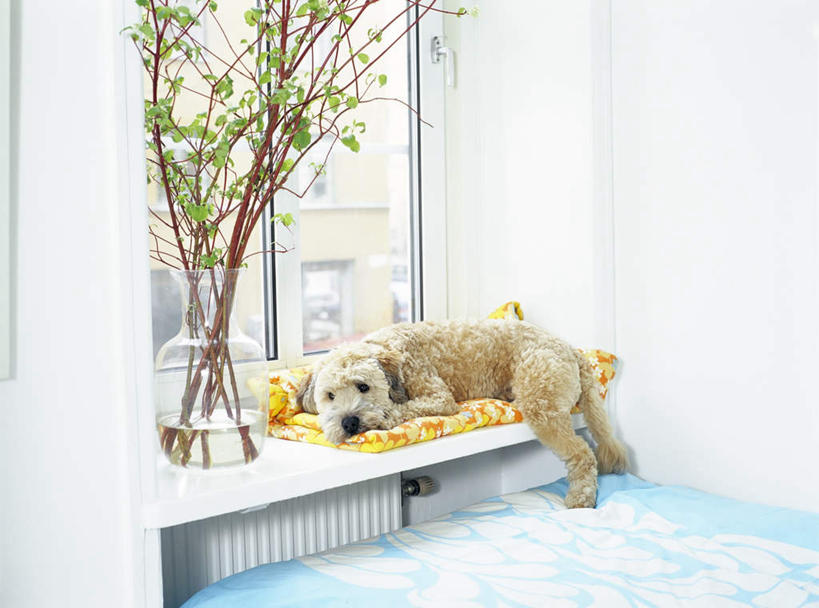 无人,坐,睡,横图,室内,白天,正面,植物,窗户,床,柜子,宠物,狗,玻璃,墙,床单,梗犬,雪纳瑞,注视,被子,玻璃窗,墙壁,墙面,玻璃制品,树,树木,一只,绿色,自然,动物,橱柜,观察,看,趴着,可爱,单人床,生长,成长,观看,察看,被单,关注,雪纳瑞犬,忠诚,雪纳瑞狗,犬,困,困觉,趴,寝息,睡觉,坐着,彩图,全身