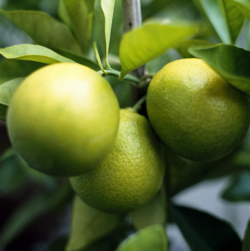 无人,竖图,俯视,室外,特写,白天,柠檬,静物,水果,叶子,新鲜,生食,食品,果实,绿叶,食物,绿色,嫩叶,有机食品,绿色食品,叶,叶片,益母果,柠果,彩图,高角度拍摄
