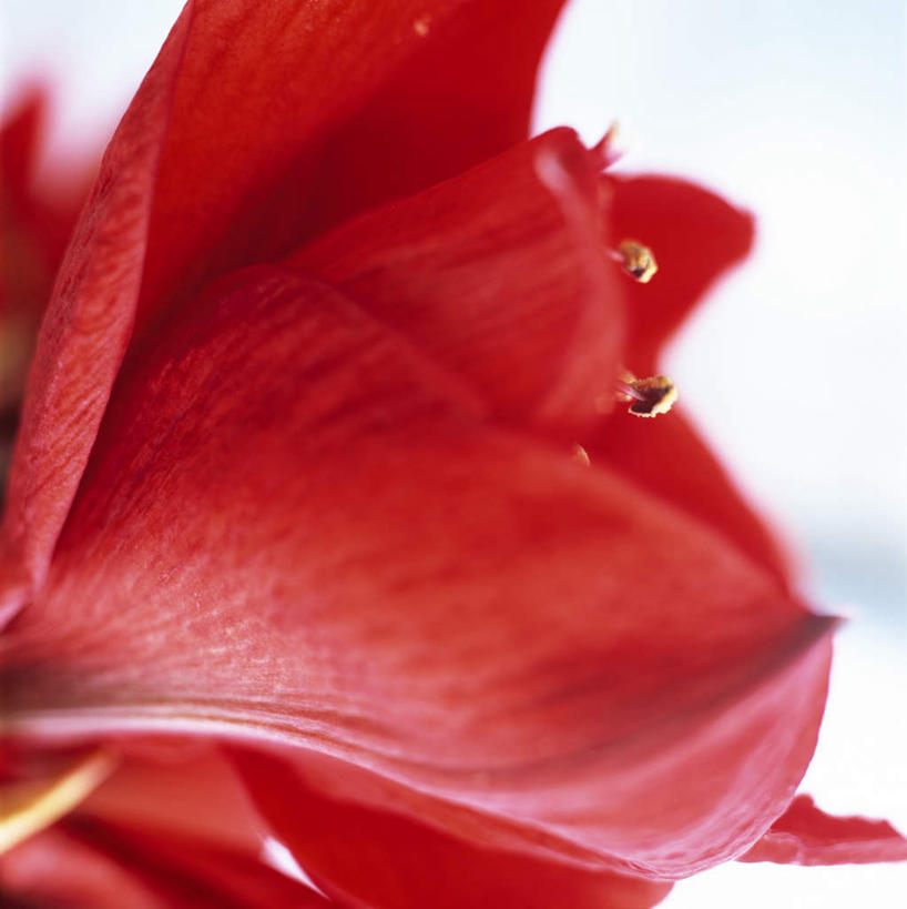 无人,竖图,俯视,室外,特写,白天,旅游,度假,美景,植物,朦胧,模糊,盛开,景观,朱顶红,娱乐,花,花瓣,花朵,花卉,鲜花,一朵,红色,自然,花蕊,享受,休闲,景色,放松,百枝莲,柱顶红,孤挺花,华胄兰,对红,自然风光,彩图,高角度拍摄