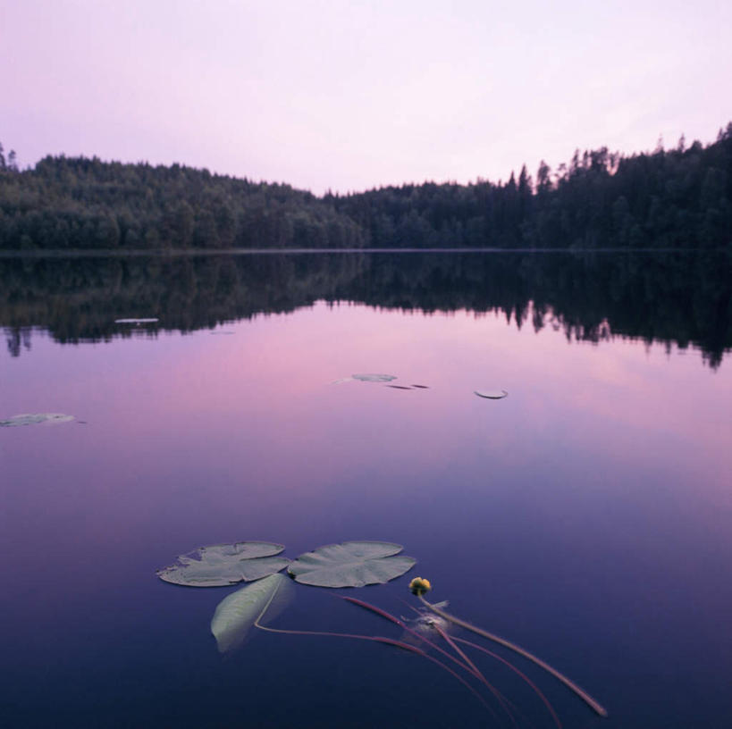 无人,方图,室外,白天,正面,旅游,度假,河流,美景,森林,树林,水,太阳,植物,叶子,漂浮,河水,景观,水流,荷叶,娱乐,树,树木,蓝色,绿色,蓝天,天空,自然,天,享受,休闲,景色,放松,生长,成长,漂流,自然风光,莲叶,流浪,流落,流散,漂泊,飘泊,飘流,叶,叶片,彩图