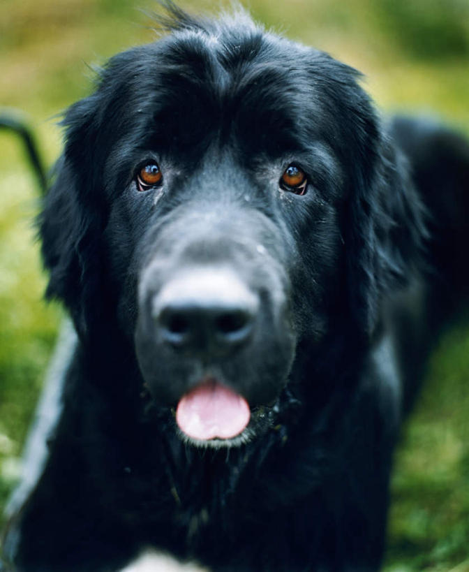 无人,竖图,俯视,室外,特写,白天,草地,草坪,植物,宠物,狗,阴影,朦胧,模糊,光线,影子,注视,吐舌头,草,一只,绿色,黑色,阳光,动物,观察,看,趴着,可爱,观看,察看,关注,寻回犬,忠诚,寻回狗,犬,趴,彩图,高角度拍摄