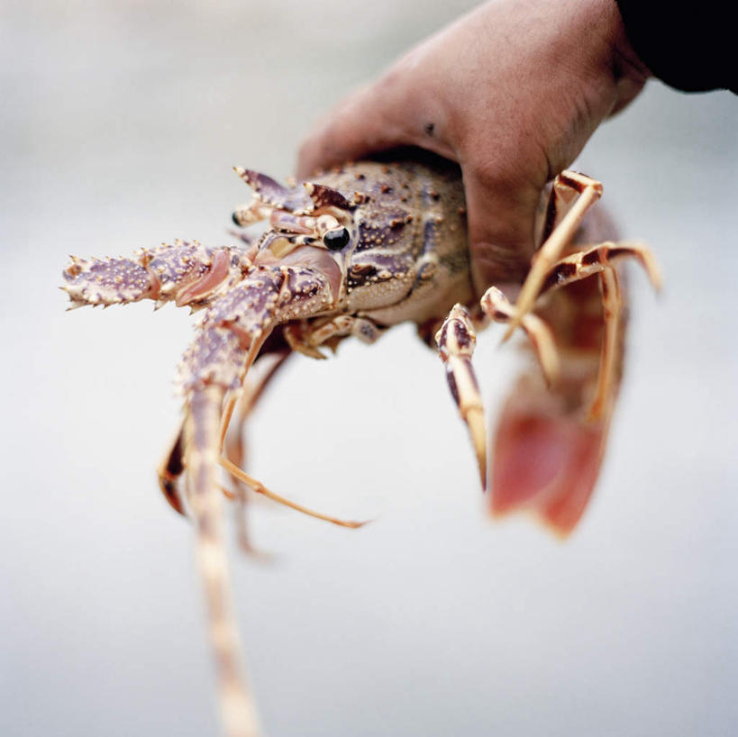 海鲜,龙虾,西方人,手,一个人,方图,俯视,室外,特写,白天,欧洲,欧洲人,仅一个男性,仅一个人,握,朦胧,模糊,虾,拿,拿着,水产,海洋生物,仅一个年轻男性,一只,手部,抓,握着,水生动物,海产品,水生物,海底动物,男人,男性,年轻男性,白种人,半身,彩图,高角度拍摄