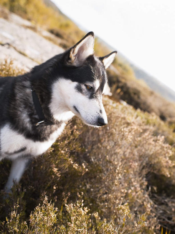 无人,站,竖图,俯视,室外,特写,白天,旅游,度假,美景,植物,宠物,狗,阴影,枯萎,光线,影子,景观,枯草,注视,娱乐,草,一只,黄色,蓝色,蓝天,天空,阳光,自然,动物,天,观察,看,站着,享受,休闲,景色,放松,可爱,观看,察看,关注,自然风光,雪橇犬,忠诚,阿拉斯加马拉缪特,阿拉斯加马拉穆,阿拉斯加犬,阿拉斯加雪橇犬,犬,站立,彩图,高角度拍摄