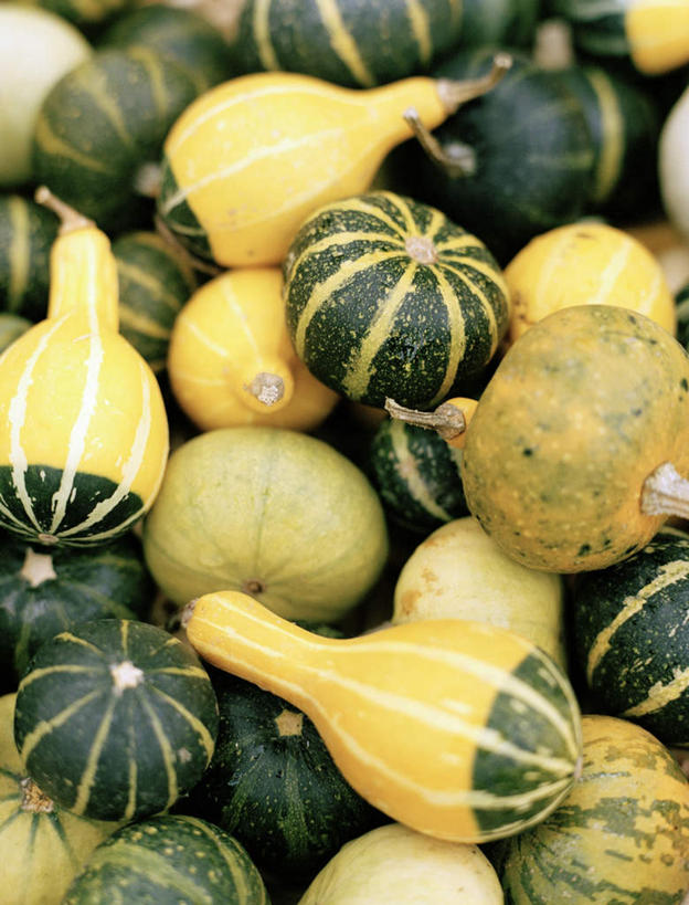 无人,竖图,俯视,室内,白天,桌面,南瓜,蔬菜,静物,一堆,许多,阴影,堆叠,堆积,朦胧,模糊,新鲜,光线,影子,金瓜,食品,番瓜,特色,食物,黄色,绿色,阳光,球体,有机食品,绿色食品,堆,麦瓜,倭瓜,彩图,高角度拍摄