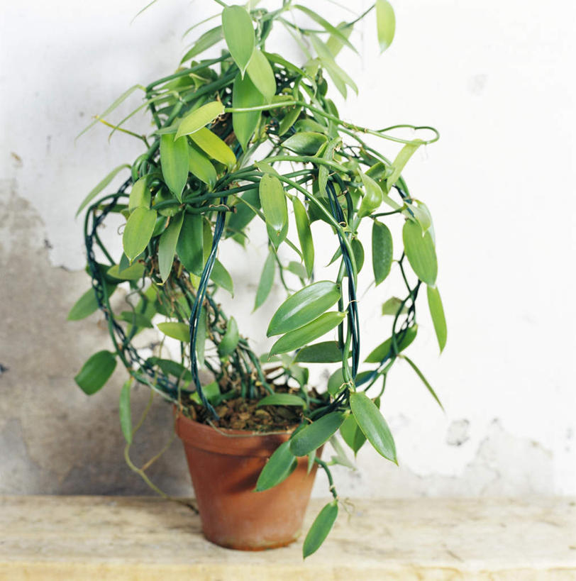 无人,竖图,俯视,室内,特写,白天,植物,桌面,花盆,盆栽,墙,盆景,墙壁,墙面,一个,绿色,自然,橙色,生长,单个,成长,香草兰,彩图,高角度拍摄