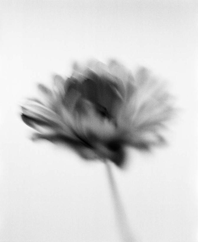 无人,竖图,俯视,黑白,室内,特写,白天,白色背景,阴影,朦胧,模糊,盛开,光线,影子,万寿菊,花蕾,花,花瓣,花朵,鲜花,一朵,阳光,花苞,花蕊,健康,摄影,影棚,长寿,臭芙蓉,蜂窝菊,友情,高角度拍摄,影棚拍摄,拍摄