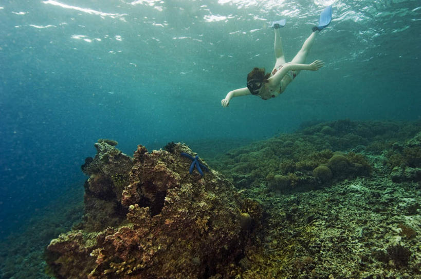 游泳,西方人,一个人,横图,室外,白天,仰视,锻炼,运动,海底,水下,海浪,海洋,美景,海星,欧洲,欧洲人,仅一个男性,仅一个人,潜水镜,珊瑚,泳镜,景观,浪花,水底,珊瑚礁,海洋生物,仅一个年轻男性,一个,蓝色,自然,海水,动物,蛙鞋,生物,景色,海底世界,潜水,脚蹼,呼吸管,自然风光,潜水装备,海景,海底礁,面镜,浮潜,潜水运动,泅水,体育,棘皮动物门,男人,男性,年轻男性,白种人,大海,风浪,海,海床,海水的波动,礁,近岸浪,岩石,涌浪,星鱼,彩图,低角度拍摄,全身,健身