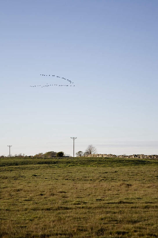 无人,农田,竖图,室外,白天,仰视,农业,庄稼,农作物,草地,美景,植物,鸟,大雁,鸟类,稻田,景观,草,蓝色,绿色,蓝天,天空,自然,天,景色,晴朗,迁徙,迁移,自然风光,万里无云,晴空,晴空万里,彩图,低角度拍摄,耕地,庄稼田
