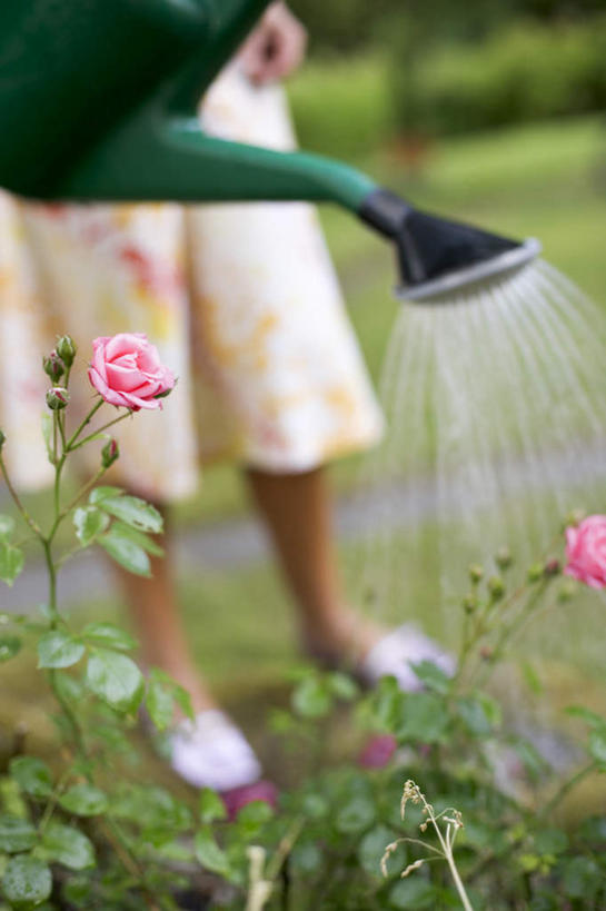 西方人,站,竖图,室外,特写,白天,正面,裙子,爱情,幸福,纯洁,热情,水,道路,路,玫瑰,叶子,欧洲,欧洲人,握,朦胧,模糊,洒落,盛开,小路,绿叶,玫瑰花,交通,浪漫,拿,花蕾,拿着,水壶,花,花瓣,花朵,鲜花,两朵,一个,粉色,黄色,红色,白色,花苞,花蕊,站着,温暖,温馨,嫩叶,恩爱,浇,握着,流动,乡间小路,单个,和睦,感动,流淌,尊敬,天真,刺玫花,徘徊花,白种人,叶,叶片,站立,半身,彩图,融洽