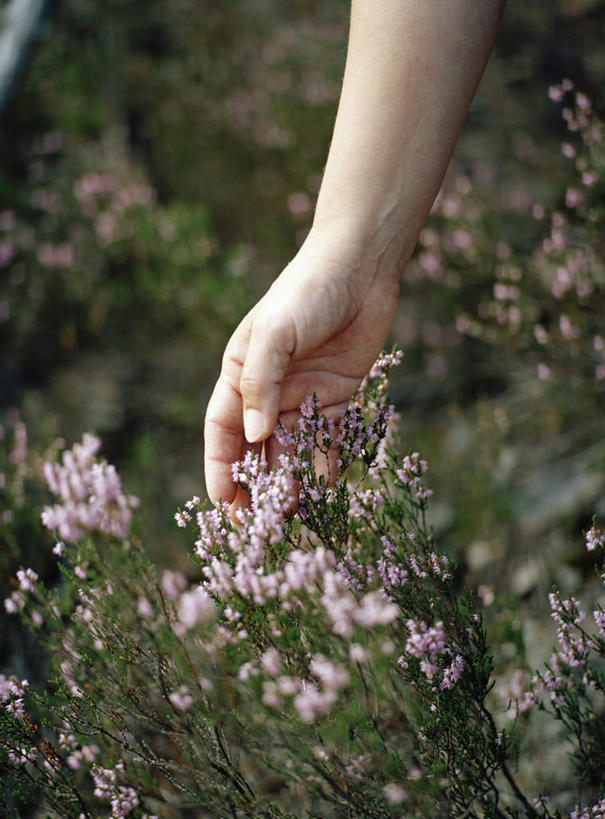 西方人,手,一个人,摸,竖图,俯视,室外,特写,白天,花海,花圃,植物,叶子,欧洲,欧洲人,仅一个年轻女性,仅一个女性,仅一个人,许多,抚摸,盛开,花蕾,花,花瓣,花朵,花卉,鲜花,粉色,绿色,紫色,花丛,花束,花田,花苞,花蕊,手部,庄重,威严,扇骨木,石南,石南花,石楠,石楠花,孤独,年轻女性,女人,女性,白种人,触摸,接触,半身,彩图,高角度拍摄