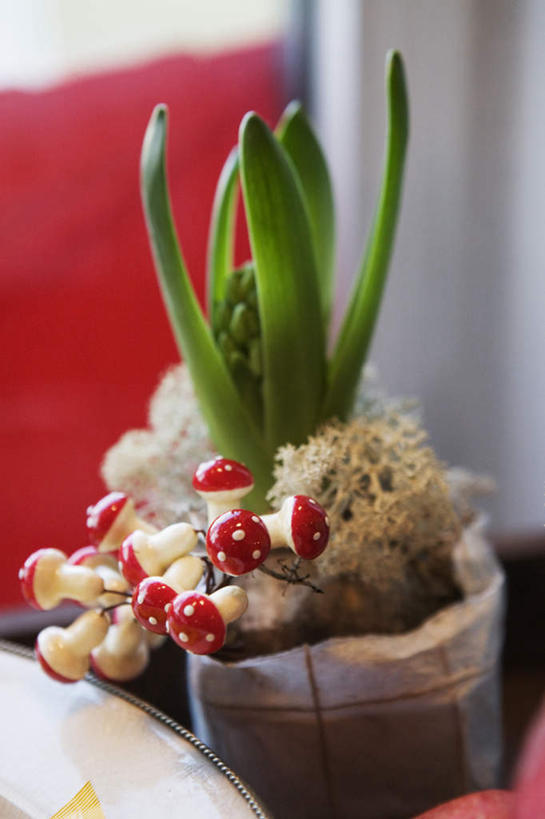 无人,竖图,俯视,室内,特写,白天,植物,静物,盆栽,菌菇,蘑菇,盆景,菌类,绿色,自然,食用菌,生长,成长,彩图,高角度拍摄