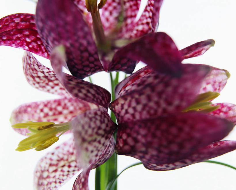 无人,横图,室内,特写,白天,白色背景,正面,阴影,盛开,反射,影子,花蕾,花,花瓣,花朵,鲜花,紫色,花苞,花蕊,摄影,影棚,一株,阿尔泰贝母,花格贝母,蛇头贝母,珠鸡斑贝母,彩图,影棚拍摄,拍摄