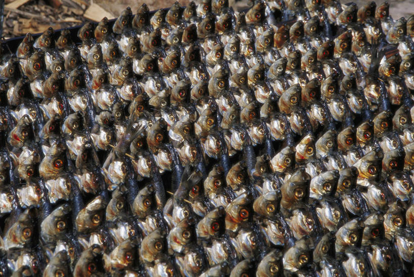 无人,横图,俯视,室内,白天,钓鱼竿,一排,许多,阴影,整齐,并列,并排,反射,鱼,影子,很多,鱼类,排列,渔具,队列,平行,钓竿,鱼竿,半身,彩图,高角度拍摄,钓鱼