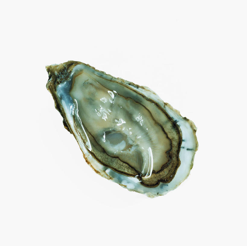 海鲜,无人,横图,俯视,室内,特写,白天,白色背景,牡蛎,水产,海洋生物,一个,摄影,影棚,单个,生蚝,水生动物,海产品,水生物,海底动物,彩图,高角度拍摄,影棚拍摄,拍摄
