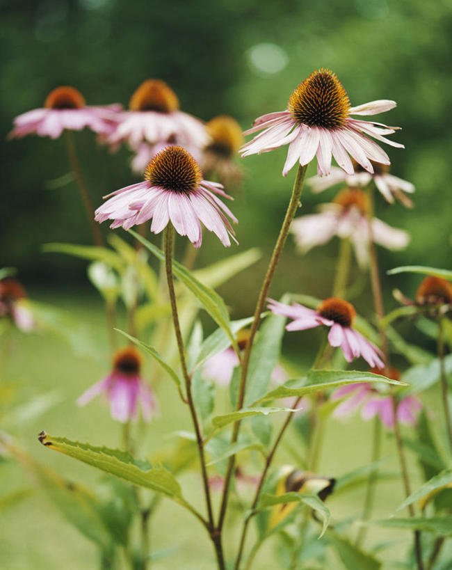 无人,竖图,室外,特写,白天,正面,草地,草坪,花海,花圃,美景,植物,叶子,阴影,朦胧,模糊,盛开,光线,影子,景观,花蕾,草,花,花瓣,花朵,花卉,鲜花,树,树木,绿色,阳光,自然,花丛,花束,花田,花苞,花蕊,景色,松果菊,生长,成长,自然风光,紫锥花,紫锥菊,放弃,懈怠,彩图