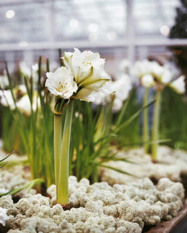 无人,竖图,室内,白天,正面,叶子,朦胧,模糊,盛开,朱顶红,绿叶,花蕾,温室,花,花瓣,花朵,鲜花,白色,花苞,花蕊,嫩叶,设施,百枝莲,柱顶红,孤挺花,华胄兰,对红,暖房,防寒,加温,透光,保温,叶,叶片,彩图