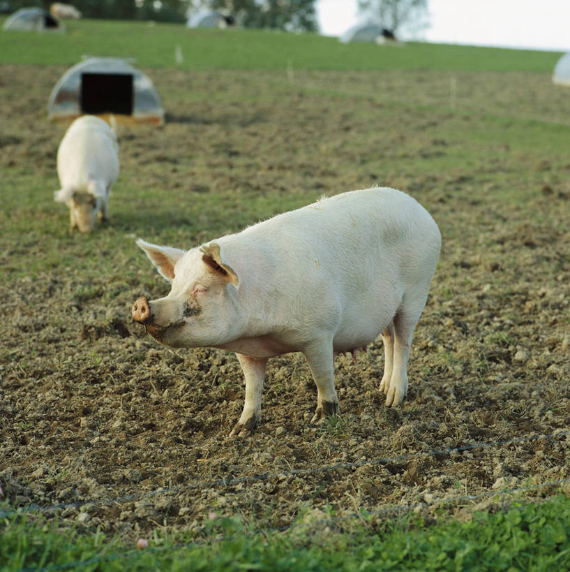 无人,农场,站,竖图,室外,白天,侧面,畜牧业,牧场,草地,草坪,美景,植物,猪,两头,景观,注视,草,绿色,自然,动物,观察,看,站着,家畜,景色,牲畜,观看,察看,关注,自然风光,畜牧,牧业,站立,彩图,全身