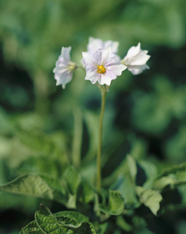 无人,竖图,室外,特写,白天,正面,美景,叶子,朦胧,模糊,盛开,景观,绿叶,花蕾,花,花瓣,花朵,鲜花,自然,花苞,花蕊,嫩叶,景色,自然风光,一株,叶,叶片,彩图