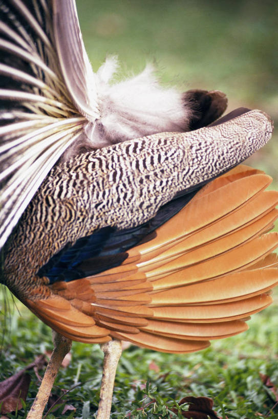 无人,站,竖图,室外,特写,白天,侧面,草地,草坪,美景,植物,孔雀,鸟,野生动物,朦胧,模糊,鲜艳,鸟类,景观,美丽,漂亮,草,一只,绿色,自然,动物,站着,景色,可爱,活泼,保护,吉祥,优美,自然风光,华贵,善良,防御,艳丽,孔雀开屏,越鸟,百鸟之王,示威,斑斓,瑰丽,娇艳,锦绣,奇丽,求偶,站立,半身,彩图