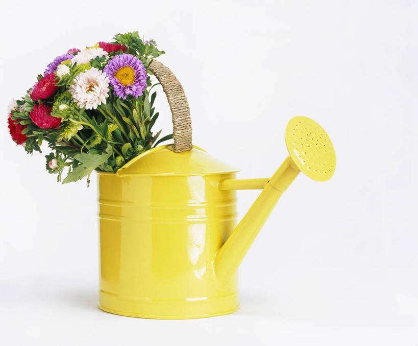 无人,横图,室内,特写,白天,白色背景,正面,植物,桌面,桌子,阴影,盛开,反射,壶,影子,草药,药草,花蕾,洒水壶,中药,水壶,花,花瓣,花朵,鲜花,一个,黄色,红色,紫色,白色,花苞,花蕊,摄影,影棚,单个,机智,止咳,药材,中草药,中药材,本草,说谎,浇水壶,化痰,紫苑,紫苑花,彩图,影棚拍摄,拍摄,润肺