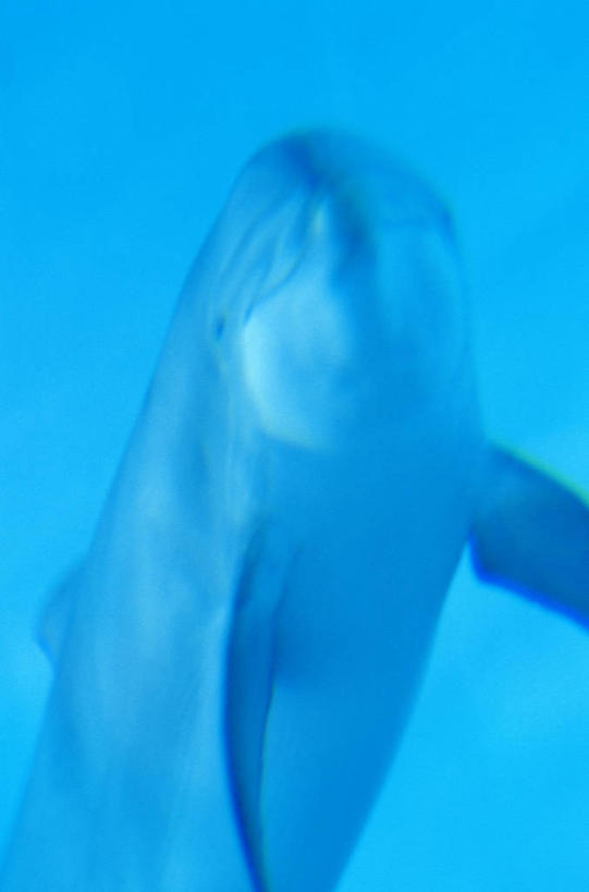 无人,竖图,室内,白天,正面,哺乳动物,海豚,阴影,蓝色背景,透明,反射,影子,一只,蓝色,动物,容器,可爱,活泼,储藏,储存,理智,沉静,冷色,高深,冷淡,半身,彩图,贮存