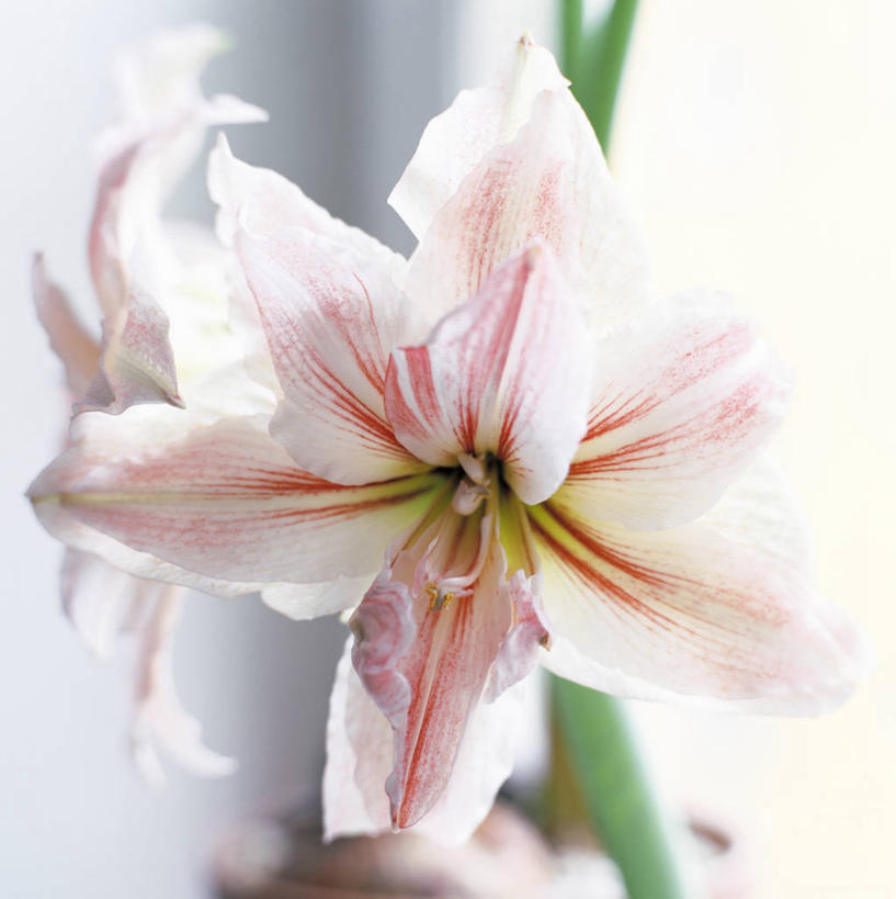 无人,竖图,室内,特写,白天,正面,窗户,阴影,朦胧,模糊,盛开,反射,影子,朱顶红,花蕾,玻璃窗,花,花瓣,花朵,鲜花,两朵,粉色,白色,花苞,花蕊,百枝莲,柱顶红,孤挺花,华胄兰,对红,彩图