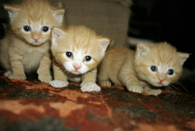 无人,横图,室内,白天,正面,地毯,宠物,马,猫,野生动物,三只,阴影,朦胧,模糊,装饰,编织,反射,影子,手工艺品,织物,注视,动物,工艺品,观察,看,趴着,可爱,运输,牲畜,观看,华丽,修饰,点缀,察看,关注,猫咪,衬托,美观,雅致,雅观,矮马,趴,半身,彩图