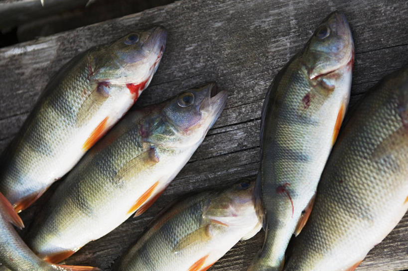 海鲜,无人,躺,横图,俯视,室外,特写,白天,地板,许多,阴影,光线,鱼,影子,地面,水产,鱼类,木地板,海洋生物,阳光,五条,死亡,水生动物,海产品,水生物,海底动物,殒命,灭亡,卧着,躺着,卧,半身,彩图,高角度拍摄