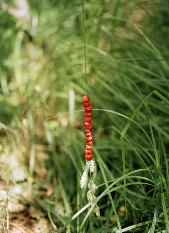 无人,竖图,室外,特写,白天,正面,草地,草坪,美景,植物,浆果,水果,阴影,朦胧,模糊,新鲜,光线,影子,景观,生食,食品,果实,草,食物,一个,红色,绿色,阳光,自然,景色,有机食品,绿色食品,单个,自然风光,野草莓,洋莓,彩图