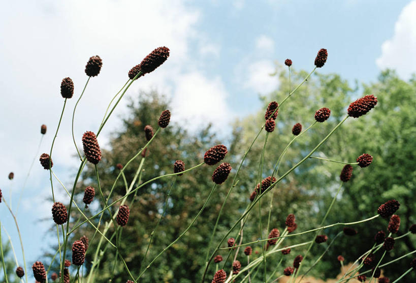 无人,横图,室外,特写,白天,仰视,美景,植物,阴影,朦胧,模糊,光线,影子,景观,云,云朵,云彩,狗尾巴草,树,树木,蓝色,绿色,白云,蓝天,天空,阳光,自然,天,狗尾草,景色,生长,晴朗,成长,自然风光,绿狗尾草,谷莠子,晴空,彩图,低角度拍摄,毛毛草,宿田翁
