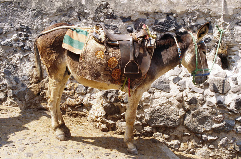 无人,站,横图,室外,白天,侧面,石头,美景,许多,阴影,光线,石子,影子,景观,注视,一匹,座位,马鞍,阳光,自然,动物,观察,看,站着,家畜,景色,牲畜,观看,察看,关注,自然风光,驴,驴子,马具,石块,岩石,站立,彩图,全身