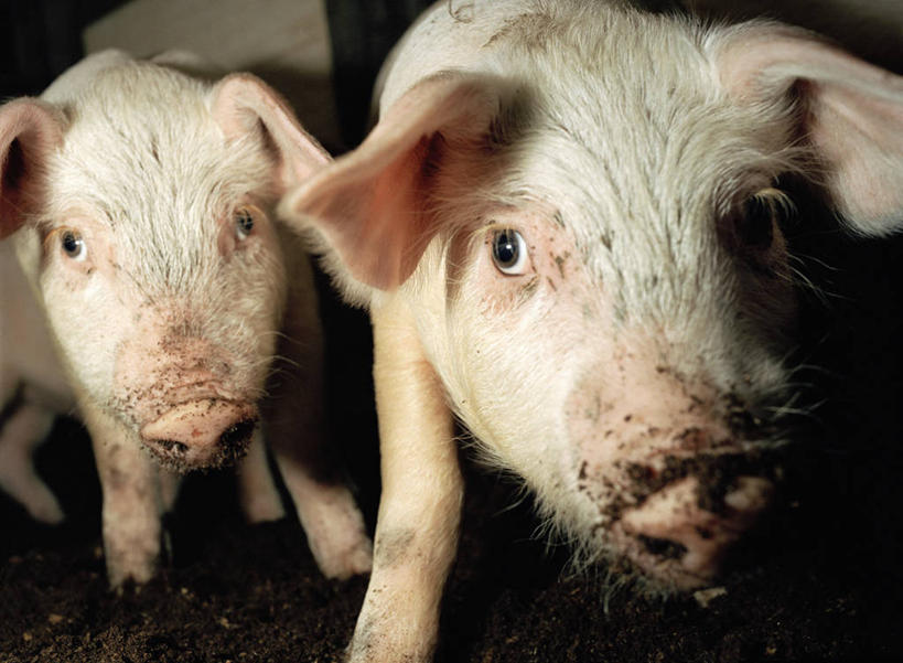 头,无人,农场,站,横图,室内,特写,白天,正面,畜牧业,牧场,猪,两头,阴影,反射,影子,注视,动物,观察,看,站着,家畜,肮脏,牲畜,观看,察看,关注,邋遢,畜牧,牧业,龌龊,污秽,头部,站立,半身,彩图